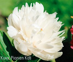 Paeonia x festiva 'Alba Plena'